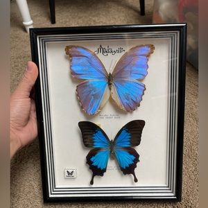 Vintaged Framed Butterflies